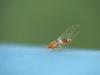 257339 – Photo : Florian ALONSO – France (69)